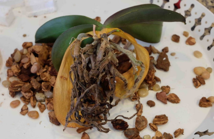 Las raíces de las orquídeas se han podrido