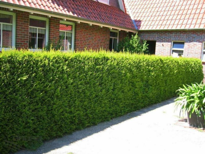 Seto de tuya variedad Brabant