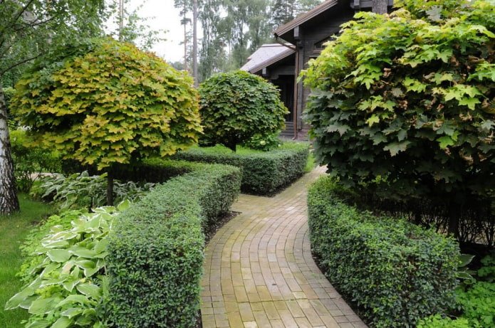 Seto de cotoneaster lucidus