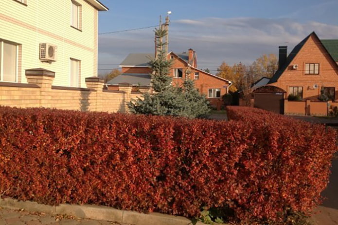 Seto de cotoneaster lucidus en otoño