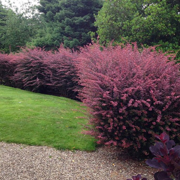 Hedge of Thunberg agracejo