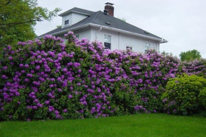 Seto de lilas