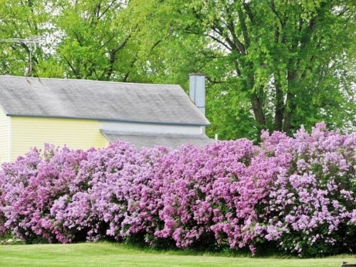 Seto de lilas