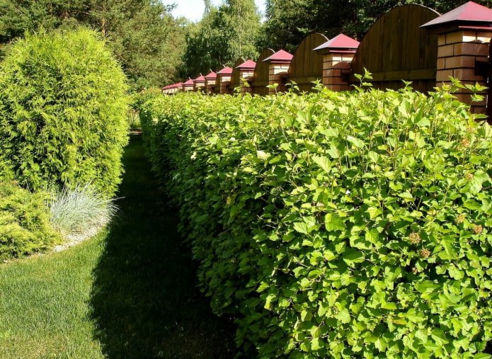 Seto de physocarpus verde