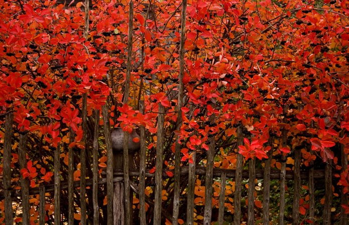 Seto de aronia en otoño