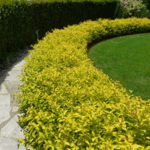 ¿Qué plantas se pueden usar para hacer un seto?-1