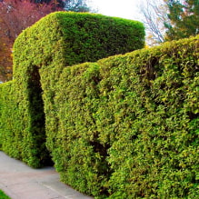 ¿Qué plantas se pueden usar para hacer un seto?-6