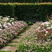 ¿Qué plantas se pueden usar para hacer un seto?-7
