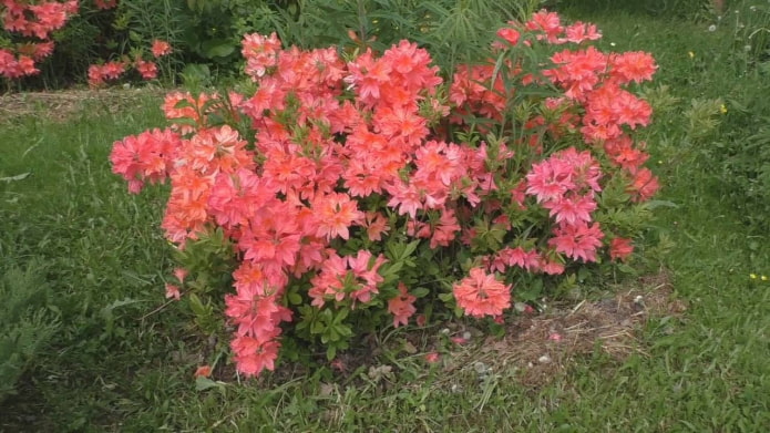 Rododendro Japonés